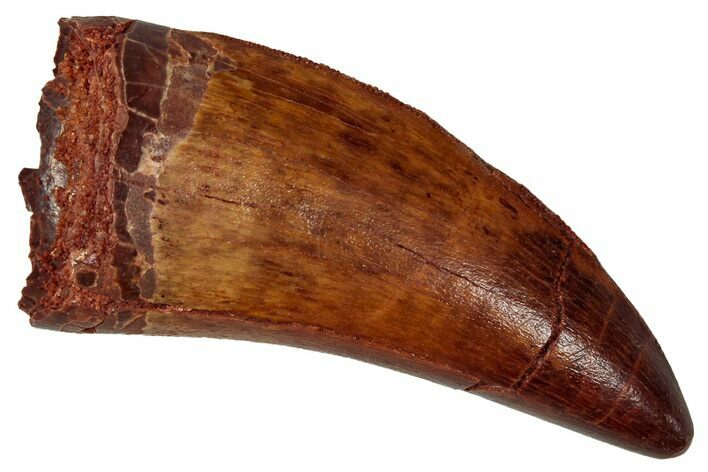 Serrated, Carcharodontosaurus Tooth - Real Dinosaur Tooth #341281